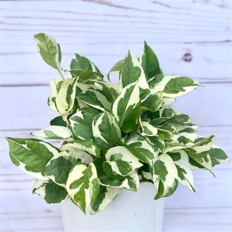 Unleash The Marble Magic Your Easy Guide To Growing A Thriving Marble Queen Pothos