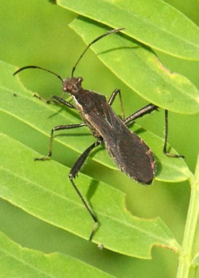 Broad Headed Bug Alydus Pilosulus Bugguide Net