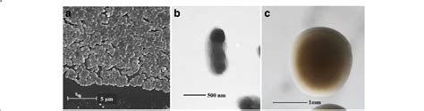 Images Of Ensifer Meliloti Mlalz Using Scanning Left A And