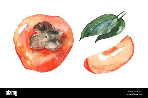 Hand Drawn Watercolor Painting On White Background Persimmon Fruit