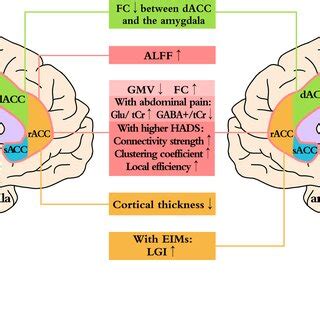 The anterior cingulate cortex (ACC) undergoes long‐term potentiation by ...