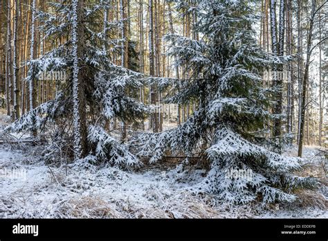 Spruce tree trees forest covered with snow Stock Photo - Alamy