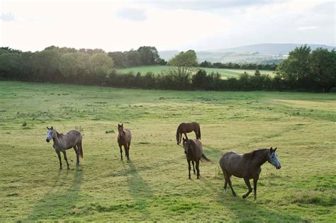 6 Tips To Keep Your Horse Pasture In Great Shape