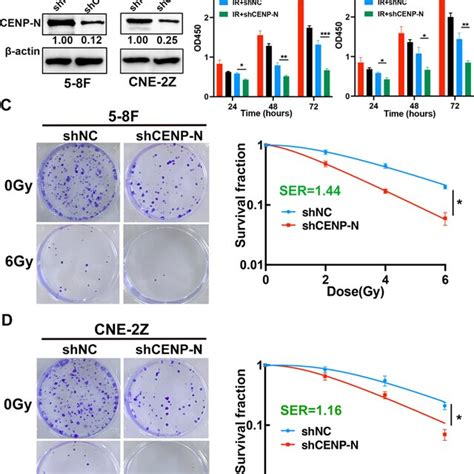 Knockdown Of CENP N Inhibits NPC Cell Proliferation And Enhances