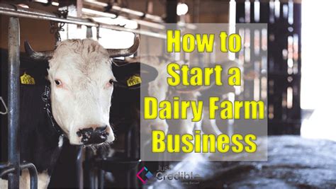 A Complete Guide On How To Start A Dairy Farm Business Just Credible