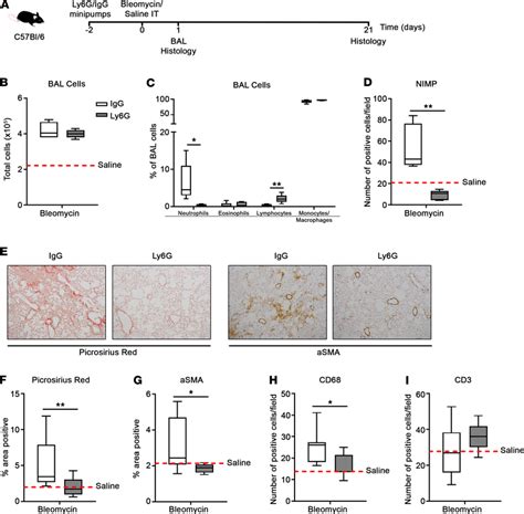 Neutrophil Depletion Attenuates Bleomycin Induced Lung Fibrosis A