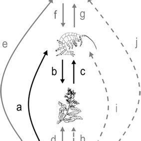 Direct Solid Lines And Indirect Dashed Lines Links Between