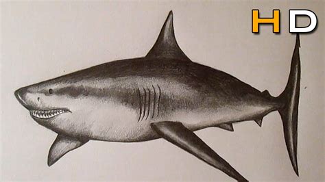 How To Draw A Great White Shark With Pencil Step By Step Timelapse