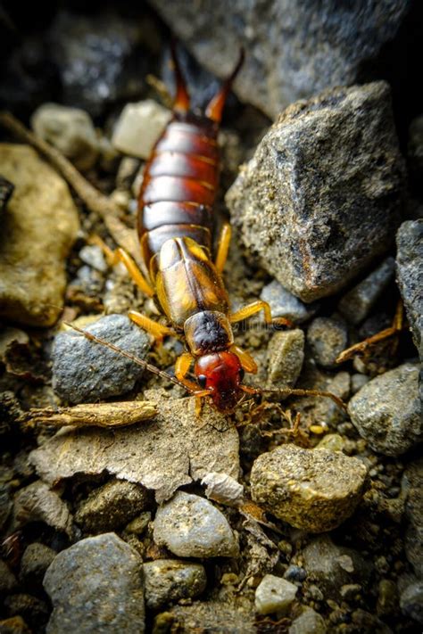 European Earwig Forficula Auricularia Linnaeus Stock Image - Image of ...