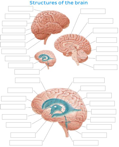 Csc Introduction To Neuroscience Diagram Quizlet