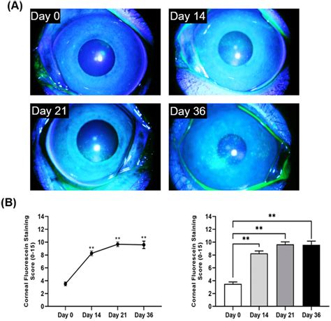 Corneal Fluorescein Staining Of Primate Corneas A Representative Download Scientific Diagram