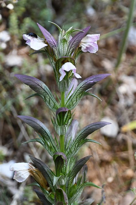 Wahrer B Renklau Weicher Akanthus Acanthus Mollis C Jo Flickr