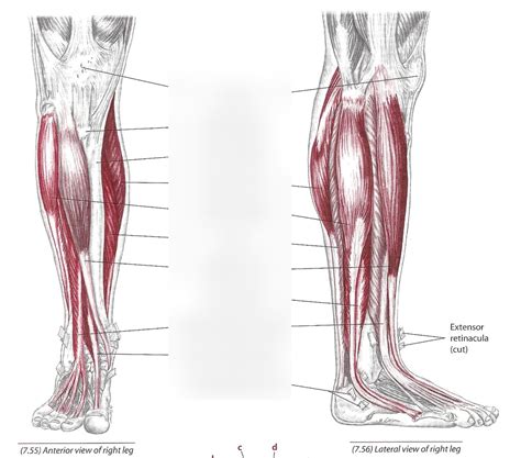 Anterior Lateral Lower Leg Diagram Quizlet