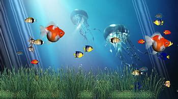 3d Animated Fish Wallpaper