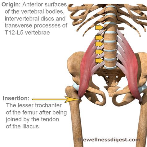 Iliopsoas Muscles Origin Insertion Action The Wellness Digest