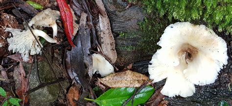 Ghost Fungus From Blue Mountains NSW Australia On February 23 2022