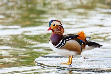 Primer Plano De Un Pato Mandar N Macho Nadando Foto Premium