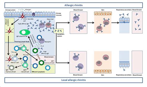 Figure 1 From Diagnostic Tools In Allergic Rhinitis Semantic Scholar