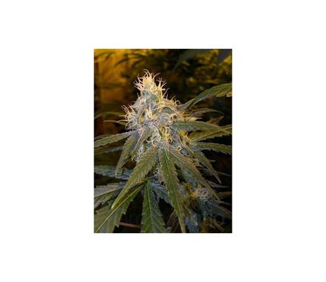 Homegrown Fantaseeds Cannabis Seeds La Huerta Grow Shop