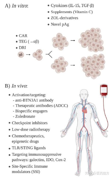 尹芝南点评 癌症免疫疗法新战场——γδ T细胞疗法 知乎