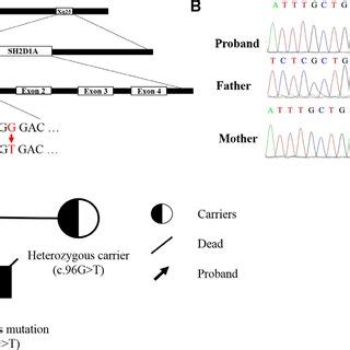 Identification of a hemizygous mutation c.96G > T in SH2D1A gene of the ...