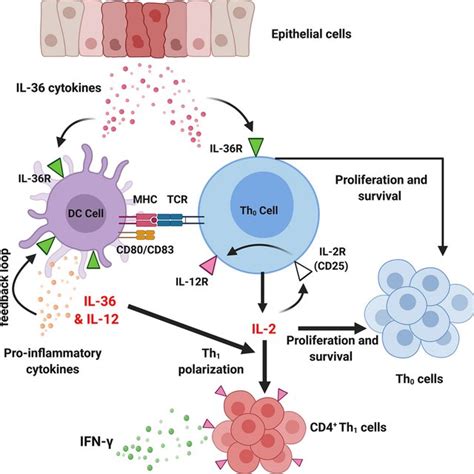 The Role Of Il 36 On Dendritic Cells Dcs And Cd4⁺ Naïve T Cells Download Scientific Diagram