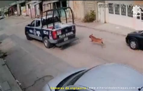 Policías De Tuxtla Gutiérrez Detienen A Taxista Que Los Grabó