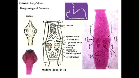 Morphological Feature Of Dipylidium Caninumdouble Pored Tapeworm Of