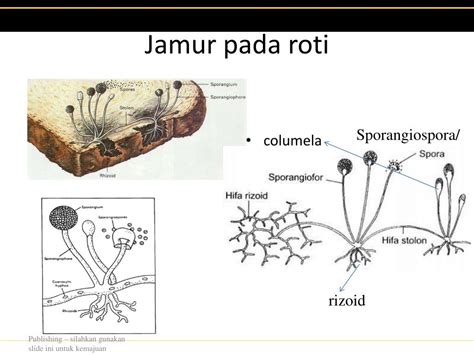 kingdom fungi powerpoint    id