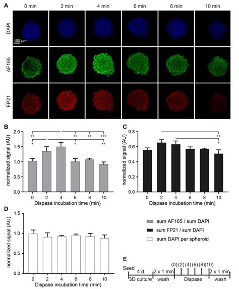 Dispase Leads To A Transient Increase Of Anti BSP Immunofluorescence In