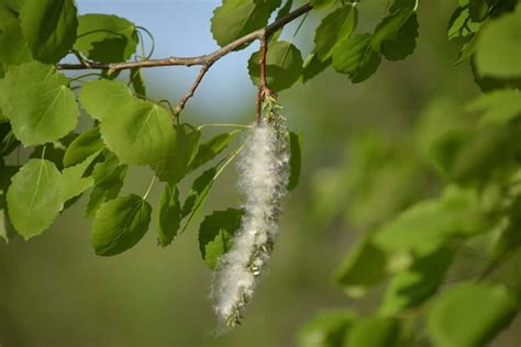 eastern cottonwood tree seeds - Pristine Condition Cyberzine Photo ...