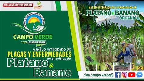 Manejo Integrado De Plagas Y Enfermedades Del Cultivo De Platanos Y