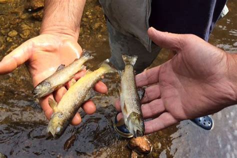 Haute Loire Plus De Kilos De Truites Mortes Dans La Duni Res Video