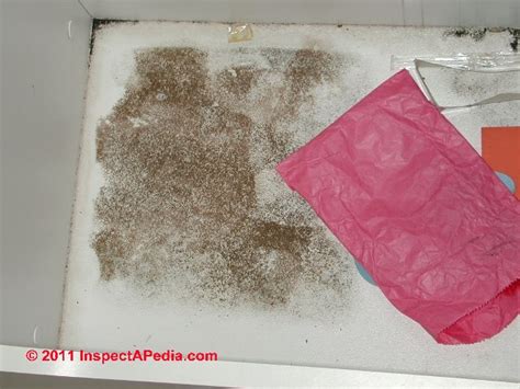 Carpet Padding Asbestos Mold Odor