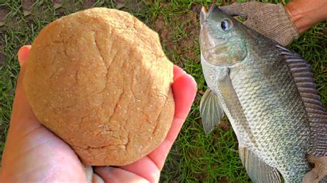 Como Fazer Massinha Para Tilapia E Outros Peixes Tutorial Youtube