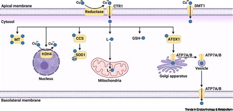 Mitochondrial Copper In Human Genetic Disorders Trends In