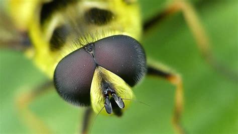 Totenkopfschwebfliege Myathropa Florea Youtube