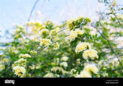 Yellow Lady Banks Rose Stock Photo - Alamy