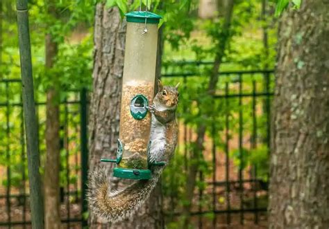 Squirrel Proof Bird Feeders: Great For Yard Or Garden