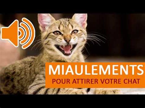 Miaulements De Chats Allez On Va Attirer Votre Chat Gar Youtube