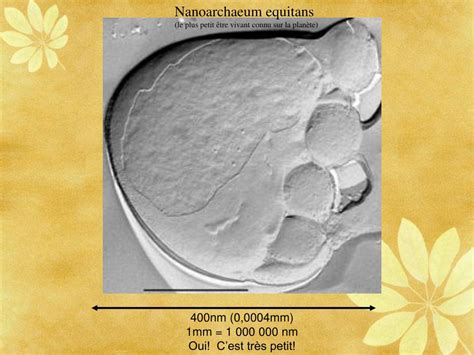 PPT - Nanoarchaeum equitans PowerPoint Presentation, free download - ID:1454274