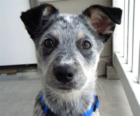 Adorable Blue Heeler Puppy - DogPerDay