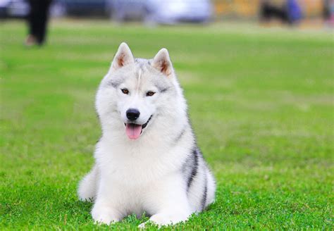 All White Husky