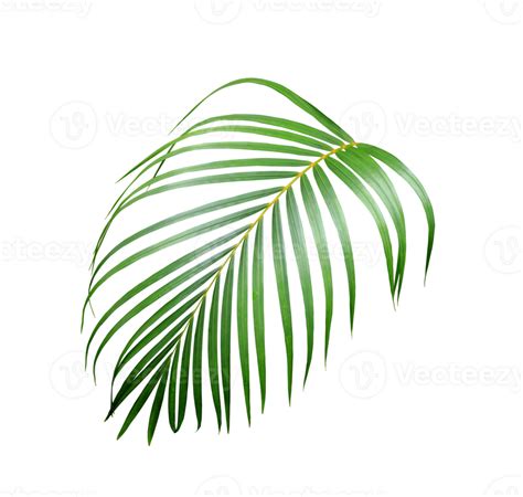 Water Drop On Green Leaf Of Palm Tree On Transparent Background Png