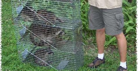 How To Trap Wild Animals Wildlife Animal Pest