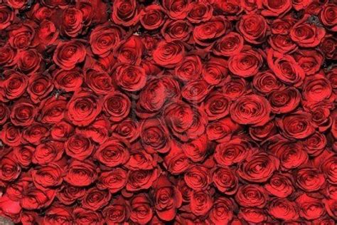 🔥 [40+] Bed of Roses Wallpapers | WallpaperSafari