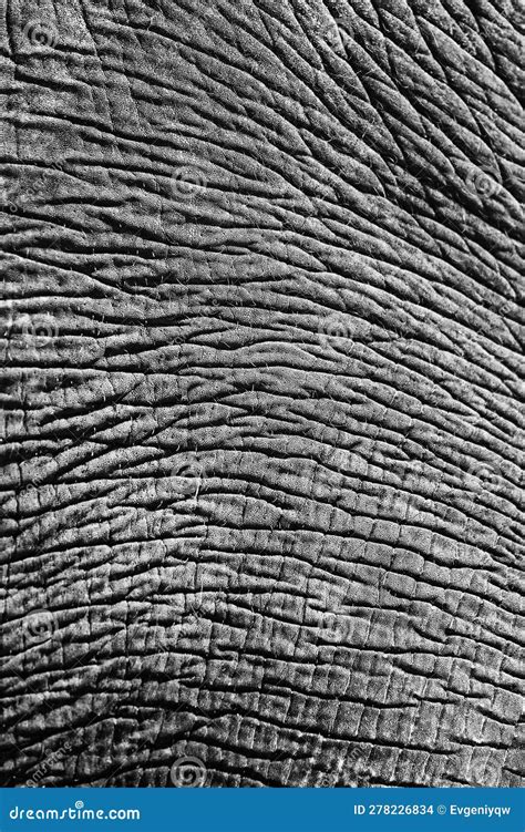 Fondo Abstracto De La Textura De La Piel Del Elefante Foto De Archivo