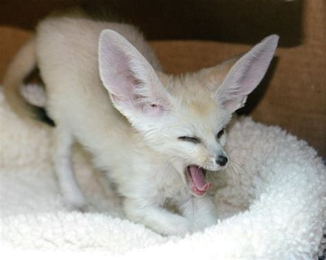 A Playful Baby Fennec Fox Romps Excitedly Around His Home at the San ...