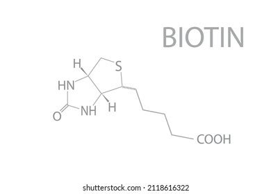 Biotin Chemical Molecular Skeletal Formula Vector Stock Vector (Royalty ...