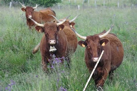 La Vache Salers Explorer Photo